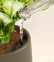 Load image into Gallery viewer, Olive stand:all