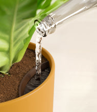 Load image into Gallery viewer, Sunset Orange stand:all