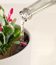 Load image into Gallery viewer, -