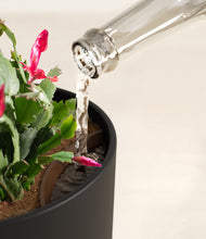 Load image into Gallery viewer, -