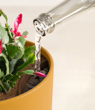 Load image into Gallery viewer, -