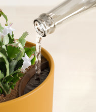 Load image into Gallery viewer, Sunset Orange stand:all