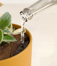 Load image into Gallery viewer, Sunset Orange stand:all