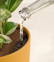 Load image into Gallery viewer, Sunset Orange stand:all