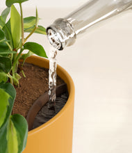 Load image into Gallery viewer, Sunset Orange stand:all