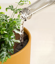 Load image into Gallery viewer, Sunset Orange stand:all