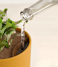 Load image into Gallery viewer, Sunset Orange stand:all