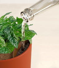 Load image into Gallery viewer, Earth Red stand:all