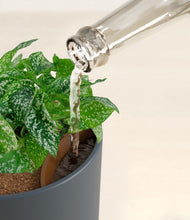 Load image into Gallery viewer, Iron Gray stand:all