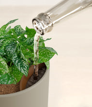 Load image into Gallery viewer, Sage Green stand:all