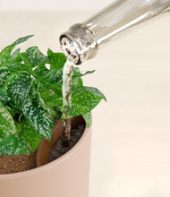 Load image into Gallery viewer, Sandy Pink stand:all