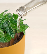 Load image into Gallery viewer, Sunset Orange stand:all