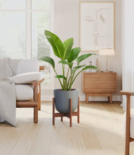 Load image into Gallery viewer, Iron Gray stand:walnut