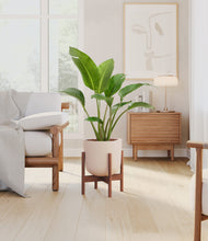 Load image into Gallery viewer, Sandy Pink stand:walnut