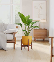 Load image into Gallery viewer, Sunset Orange stand:walnut