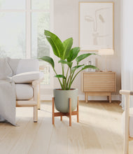 Load image into Gallery viewer, Sage Green stand:bamboo