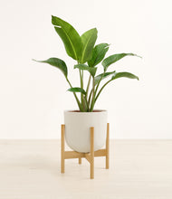 Load image into Gallery viewer, Natural Bamboo stand:bamboo