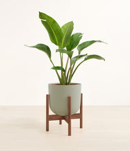 Load image into Gallery viewer, Sage Green stand:walnut