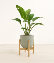 Load image into Gallery viewer, Sage Green stand:bamboo