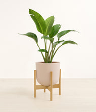 Load image into Gallery viewer, Sandy Pink stand:bamboo