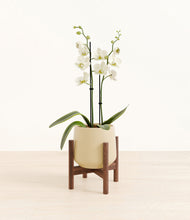 Load image into Gallery viewer, -