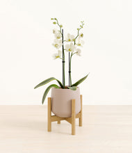 Load image into Gallery viewer, -