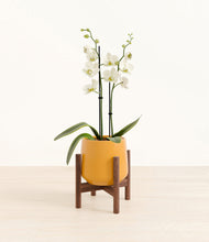 Load image into Gallery viewer, -