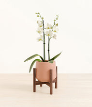 Load image into Gallery viewer, -