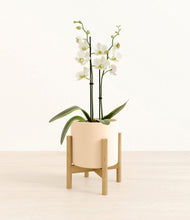 Load image into Gallery viewer, -