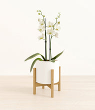 Load image into Gallery viewer, -