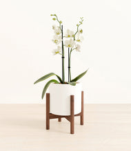 Load image into Gallery viewer, -