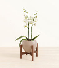 Load image into Gallery viewer, -