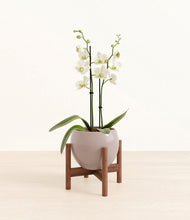 Load image into Gallery viewer, -