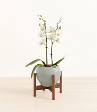 Load image into Gallery viewer, -