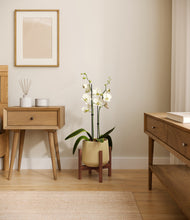 Load image into Gallery viewer, Almond Green stand:walnut