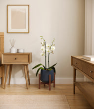 Load image into Gallery viewer, Deep Navy stand:walnut