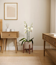 Load image into Gallery viewer, Eternal Gray stand:walnut