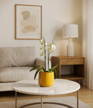 Load image into Gallery viewer, Mustard