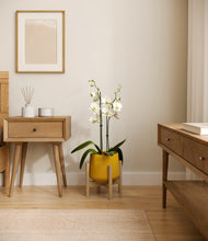 Load image into Gallery viewer, Mustard stand:bamboo