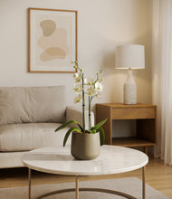 Load image into Gallery viewer, Olive