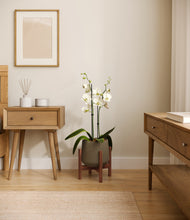 Load image into Gallery viewer, Olive stand:walnut