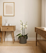 Load image into Gallery viewer, Dark Olive