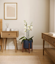 Load image into Gallery viewer, Deep Navy stand:walnut