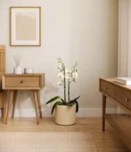 Load image into Gallery viewer, Cream