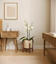 Load image into Gallery viewer, Cream stand:walnut