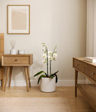 Load image into Gallery viewer, White