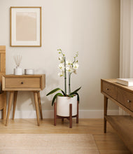 Load image into Gallery viewer, White stand:walnut