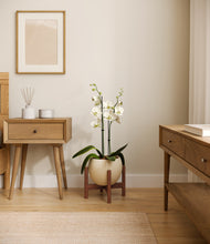 Load image into Gallery viewer, Shiny EggWhite stand:walnut