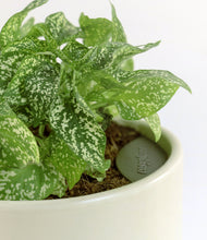 Load image into Gallery viewer, ALL