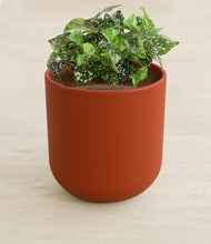 Load image into Gallery viewer, Earth Red stand:all